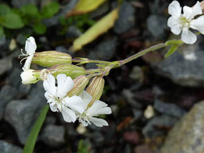 Silene zawadskii